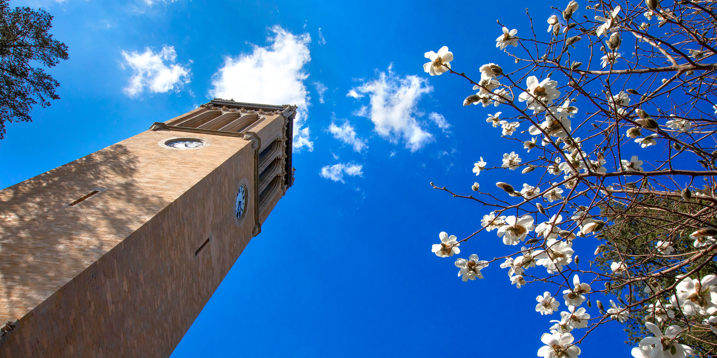 Campanile with blossoms