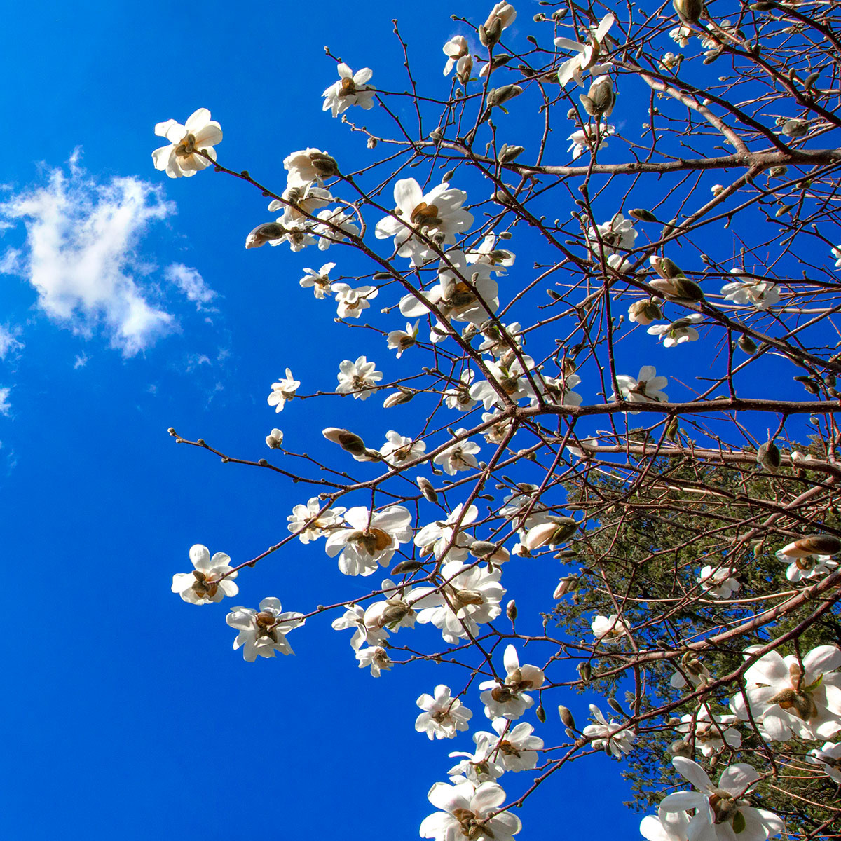 Tree blossoms on blue sky background